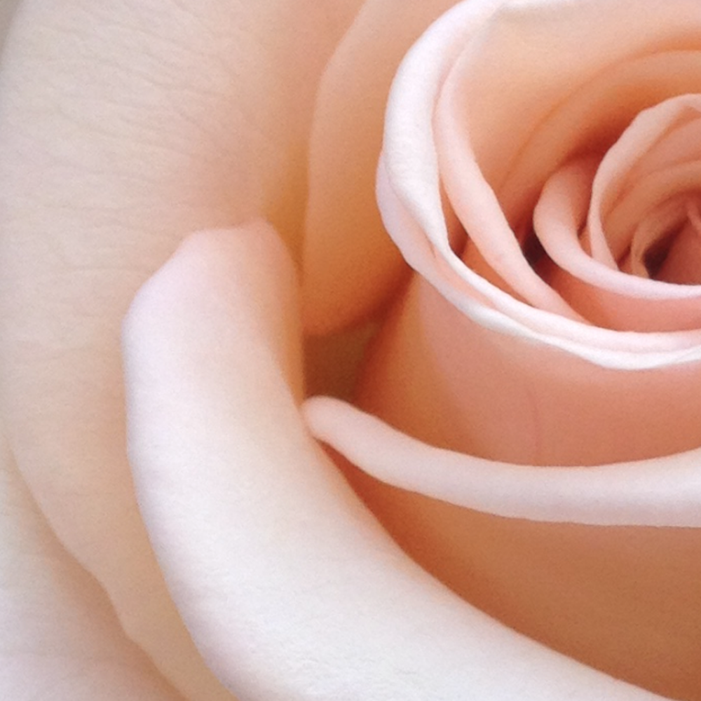 A single blush garden rose, softly lit