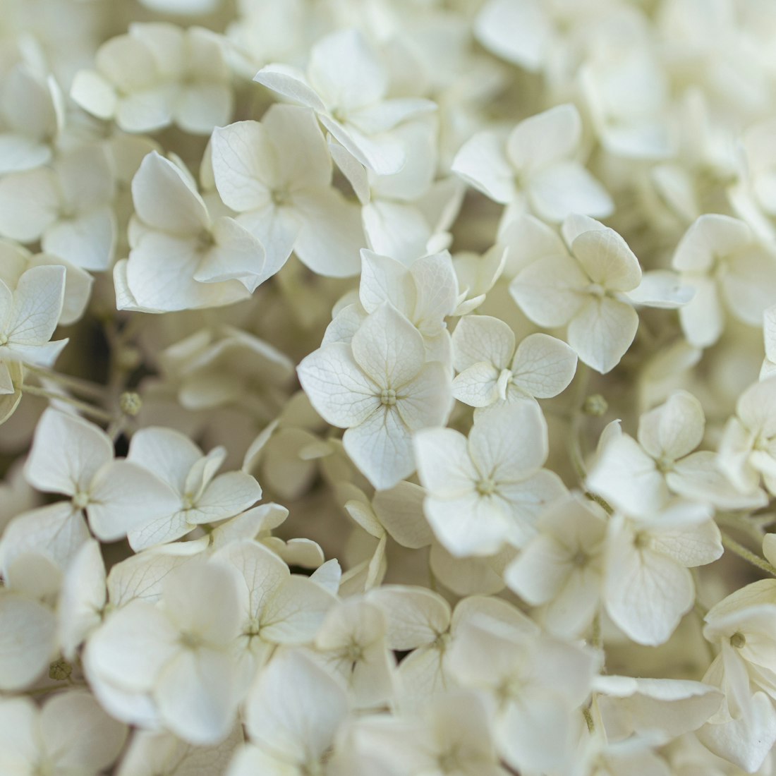 Delicate white wedding flowers and greenery